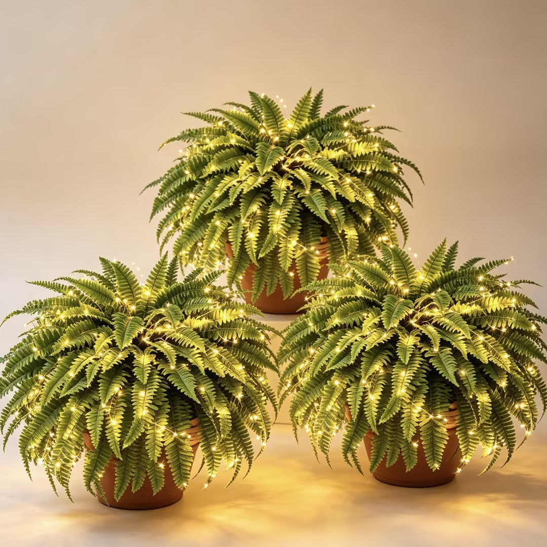 Boston fern with warm lights