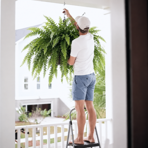 Hanging Boston fern decoration